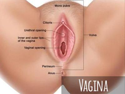 silly vagina