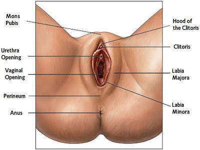 vagina anatomy
