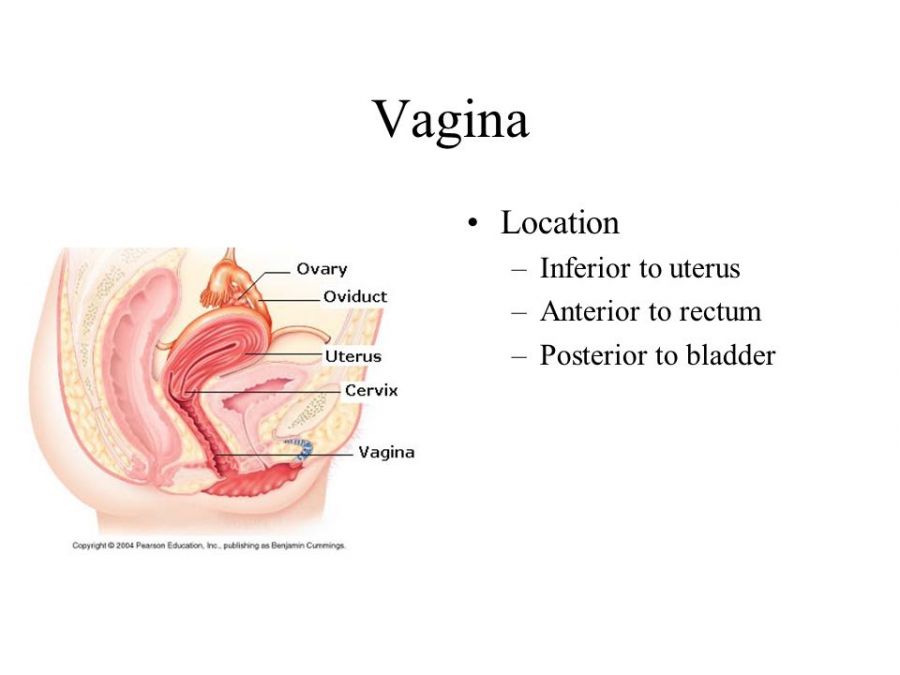 female vagina